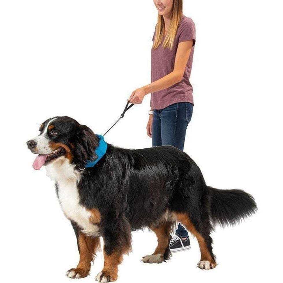 All-In-One Collar and Leash C430
