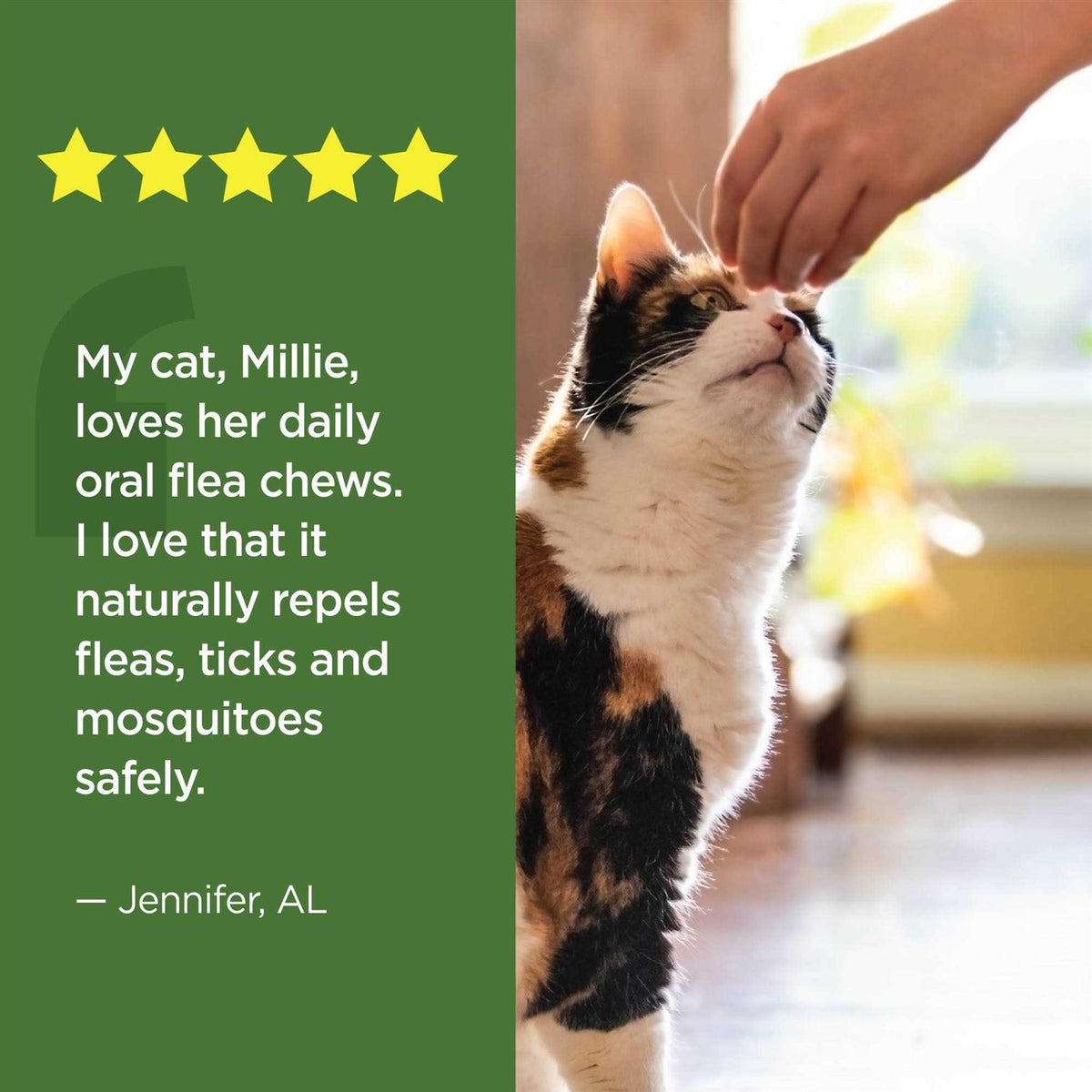 Oral Flea & Tick Chews for Cats 120 ct O800
