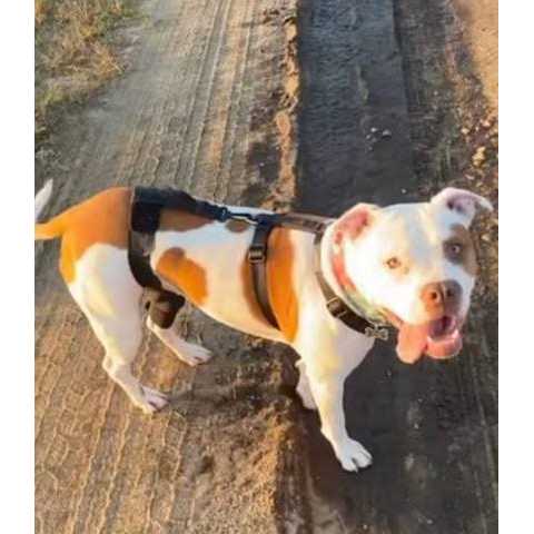 Dog & Cat Knee Brace Q3521