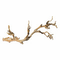 Forest Branch E286631