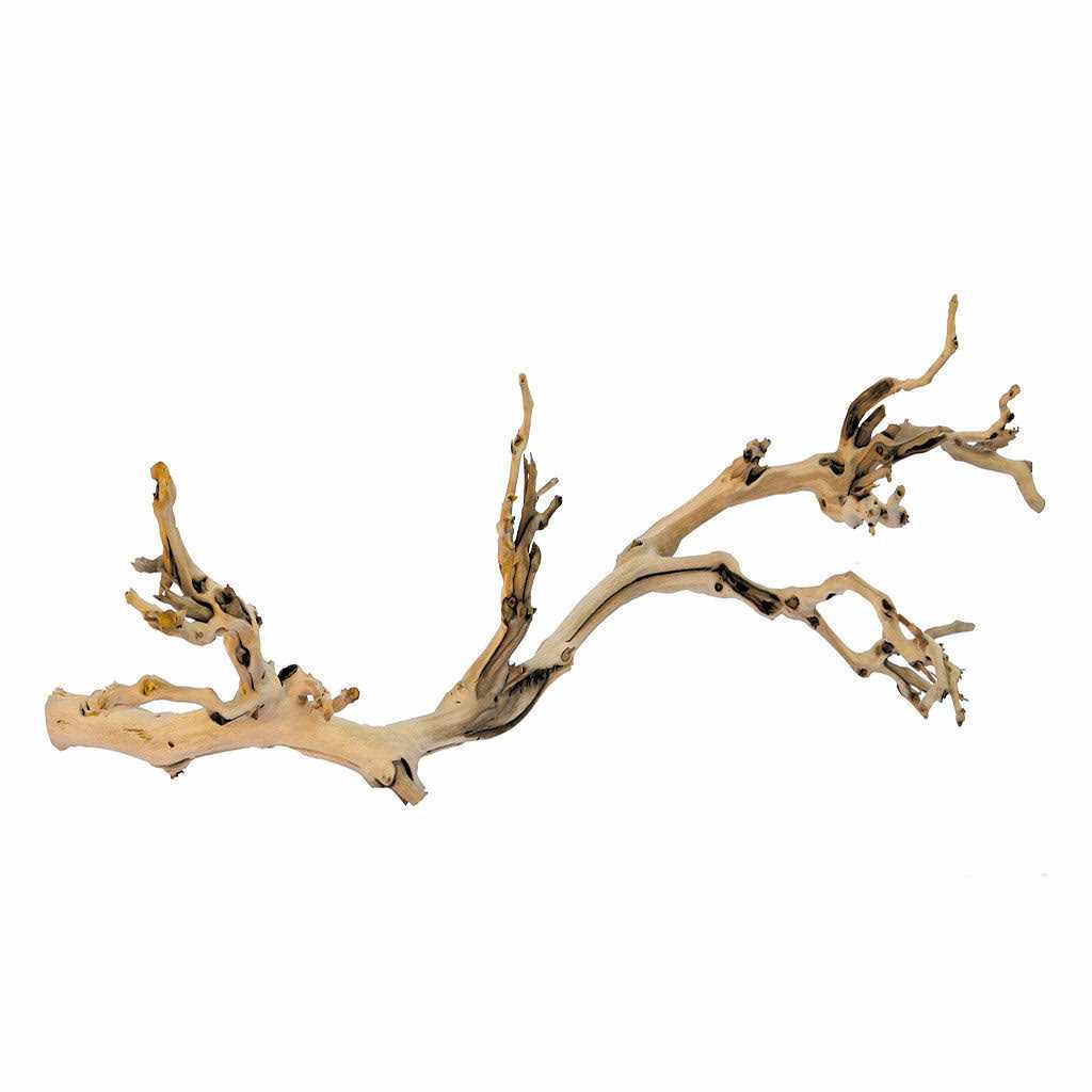 Forest Branch E286631