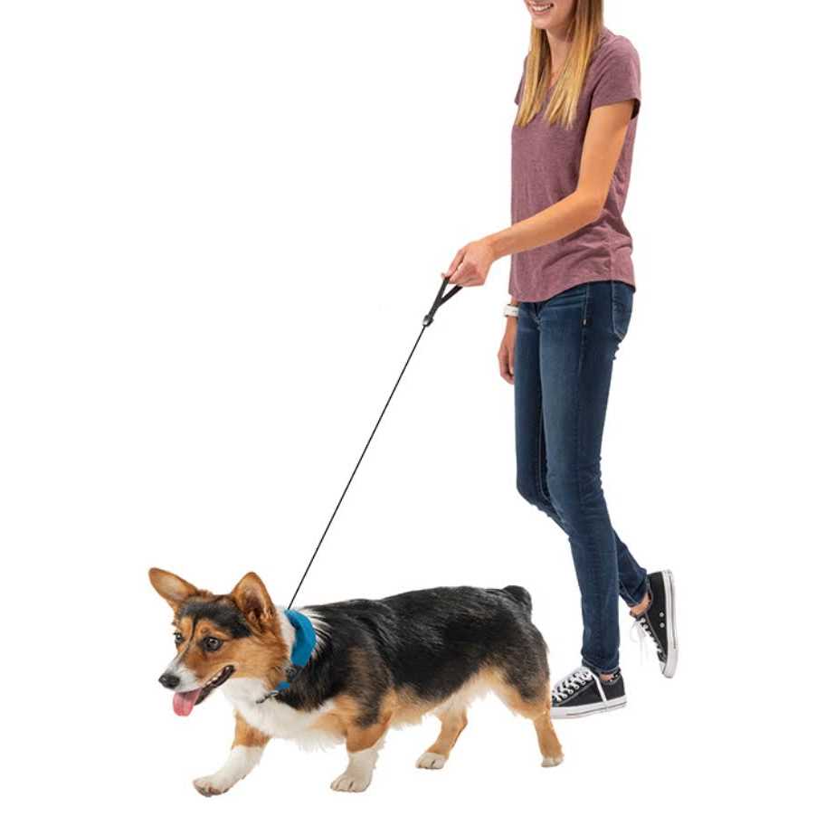 All-In-One Collar and Leash C430