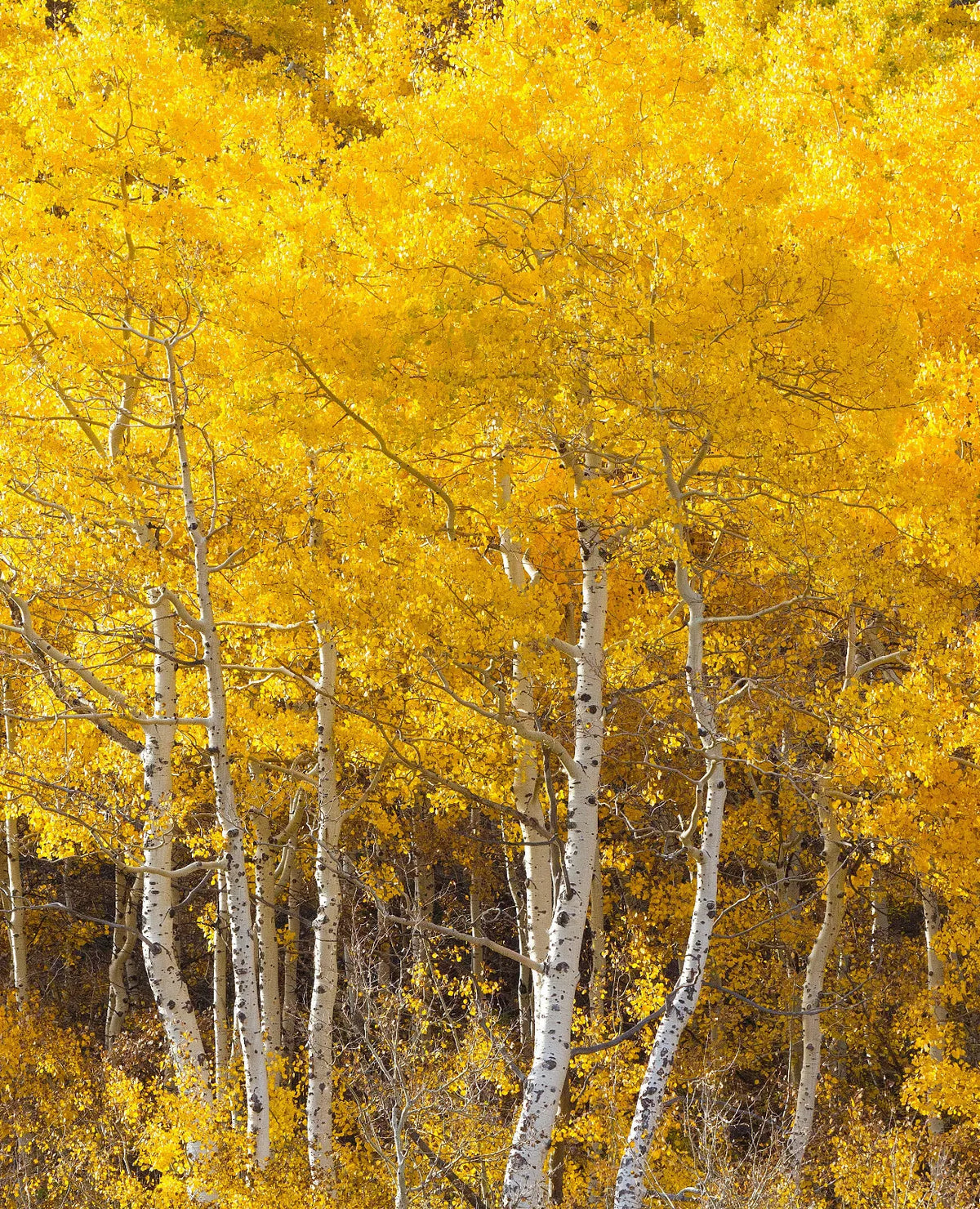 3 Bareroot Quaking Aspen Trees 18-24 Inches Tall O5839