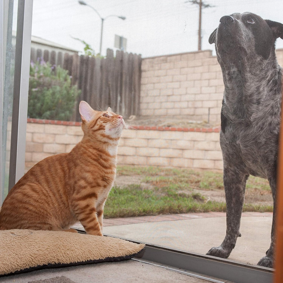 48" x 50' Pet Proof Screen P4153