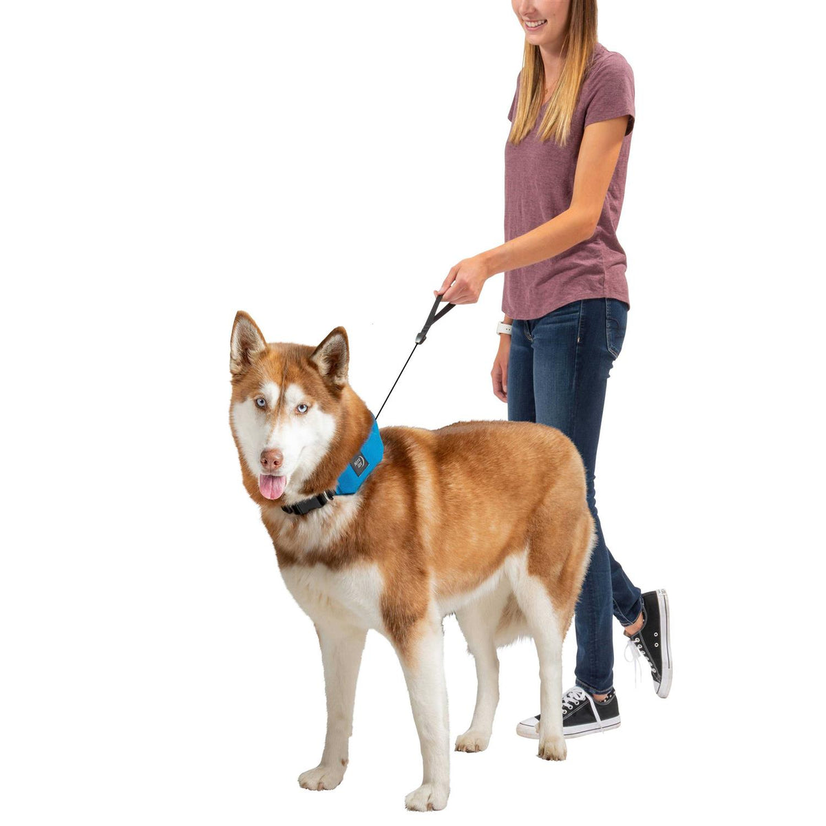 All-In-One Collar and Leash C430