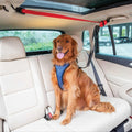 Dog Zipline I4468