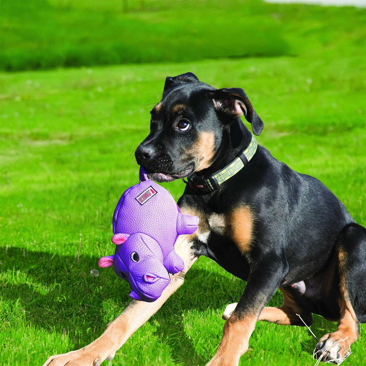 Pig Dog Toy H1032