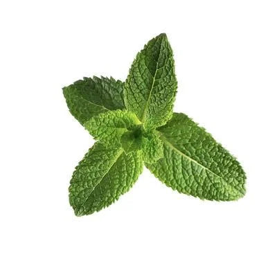 Peppermint Sulfate-Free Body Wash 16 oz J30757