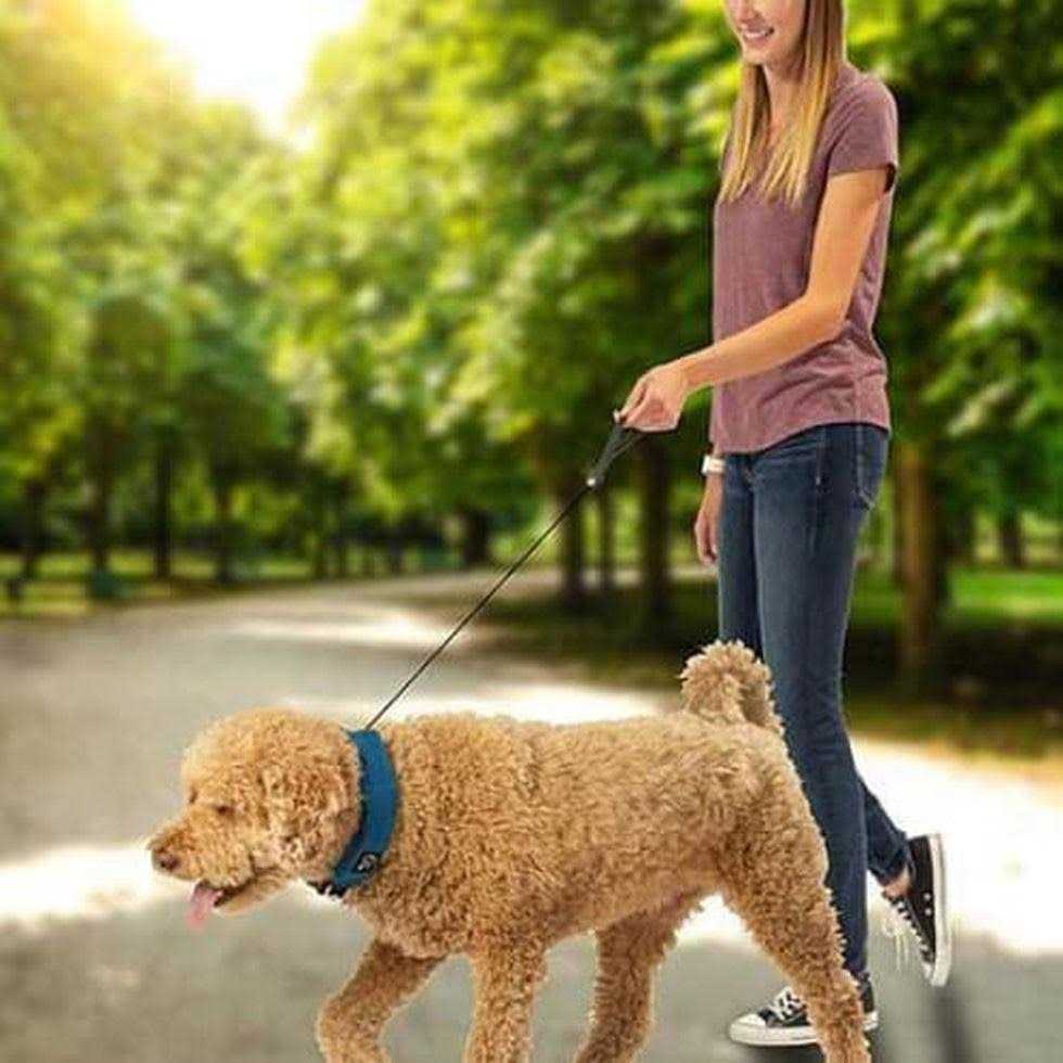 All-In-One Collar and Leash C430